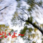 木々が回転している写真。めまいのイメージ