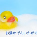 お風呂タイムのひよこ