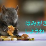 食べたあとは歯磨きをするイメージ