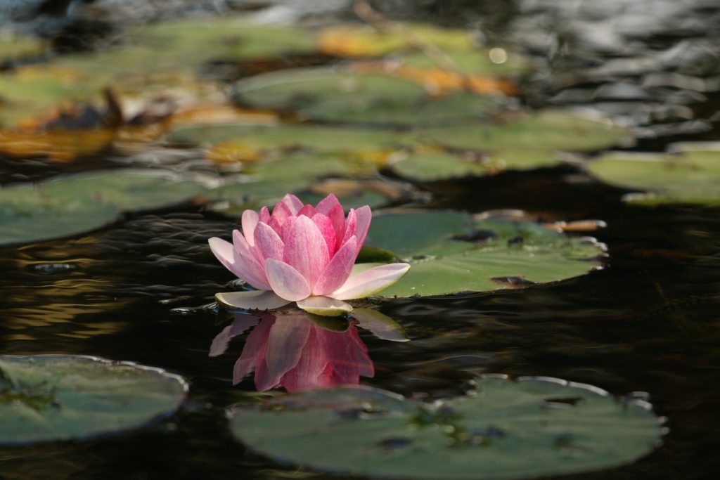 蓮の花の画像。瞑想のイメージ。