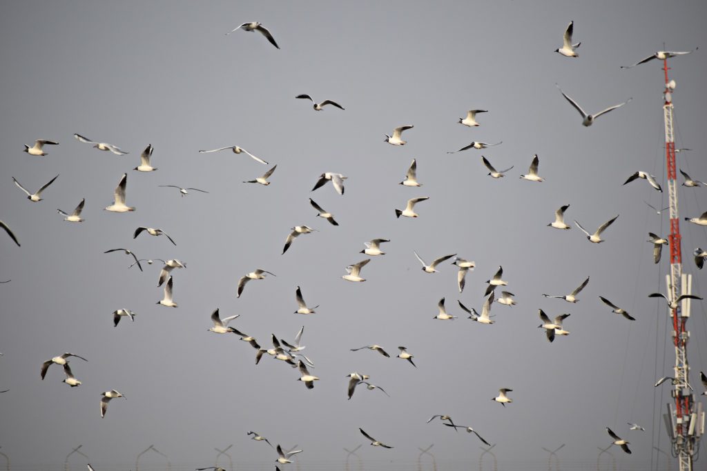 鳥の群れの画像。これから何かが起きるイメージ。